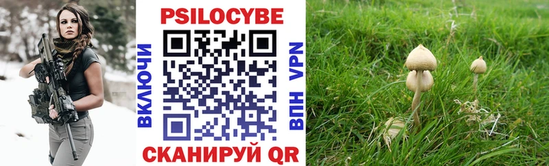 Псилоцибиновые грибы Psilocybe купить цена Бутурлиновка